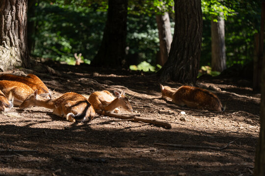 Corzos comiendo juntos vistos desde cerca