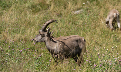 Ibex alpino con cuernos en un prado verde