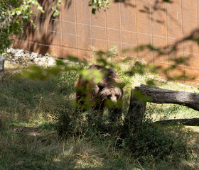Oso caminando en el bosque visto desde detras de un arbol