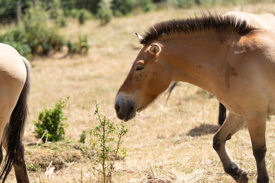 Caballo salvaje con moscas en la cara de cerca