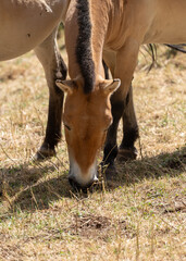 Caballo Salvaje marron Comiendo hierba desde cerca
