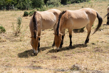 Caballos salvajes marrones comiendo hierva en el campo 