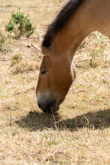 Caballo Salvaje marron Comiendo hierba desde cerca