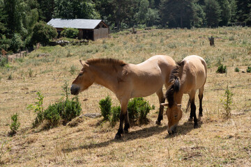 Caballos salvajes marrones comiendo hierva en el campo 