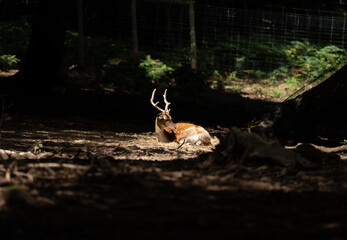 Gamo con cuernos acostado al sol en un bosque sombrio