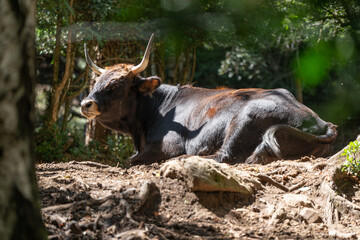 Bobino de Heck tumbado al sol 