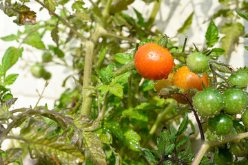 Ripe home grown tomato plant outdoors growing outside in the sun
