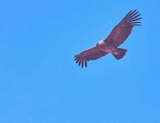 Condor
