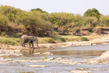 Obraz premium Elefant trinkt am Fluss