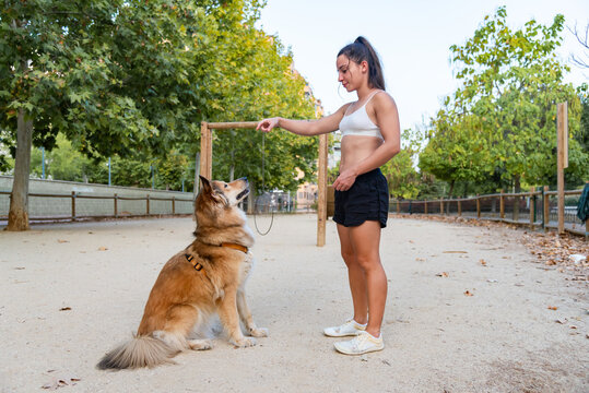 Young woman training Shetland Sheepdog in park setting