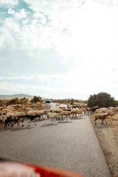 Road blockade by herd of goats in Agua Amarga, Cabo de Gata