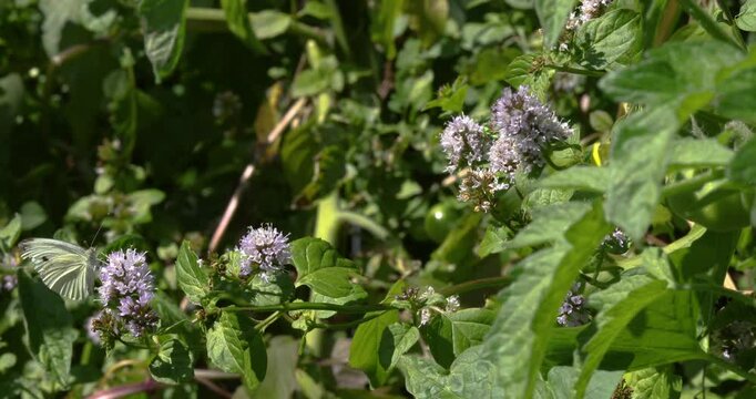 Cabbage butterfly pollinator on mint plants