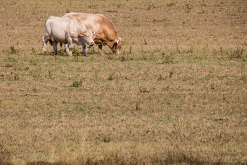 cows in the field