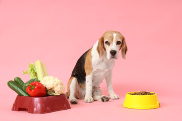 Cute beagle dog near bowls with vegetables and dry food on pink background