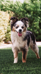Toy Australian Shepherd 
