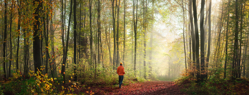 Solitary walk in atmospheric woodlands with light fog and sunshine. Panoramic landscape shot with a man hiking on a path.