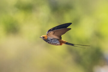 Lesser Striped Swallow, Cecropis abyssinica, flies over water towards camera, Chobe game reserve Botswana
