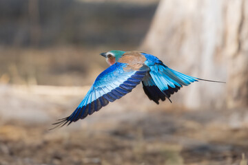 Closeup and portrait of bird , in flight. The Lilac breasted Roller is a bird of the family Coraciidae, the rollers. It occurs widely from West Asia to the Indian Subcontinent. 4k resolution