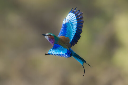 Closeup and portrait of bird , in flight. The Lilac breasted Roller is a bird of the family Coraciidae, the rollers. It occurs widely from West Asia to the Indian Subcontinent. 4k resolution - Powered by Adobe