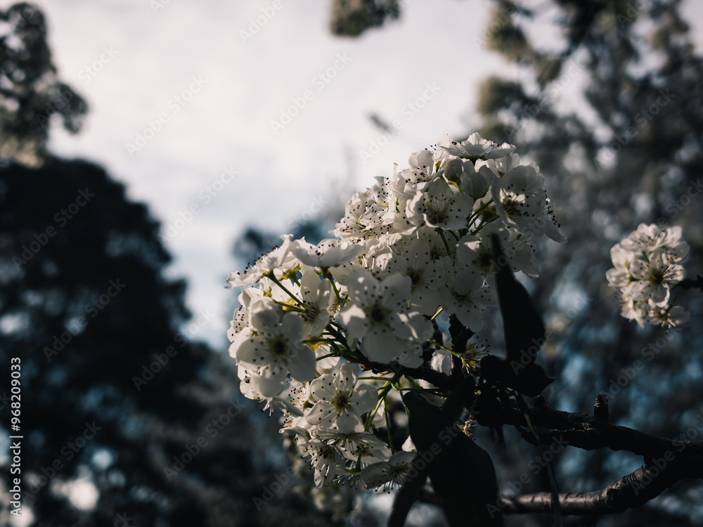 Poster Spring blossom