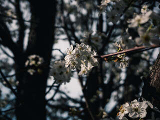 Spring blossom