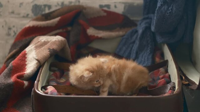 Top view, vintage style. adorable domestic kittens in box, cinematic. close up. kurilian bobtail breed. vintage style