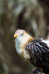 The Hoatzin is a unique bird found in the Amazon rainforest. It is known for its distinctive appearance, with a long neck and crest, and its unusual diet of leaves and fruit.