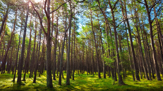 Green fresh forest in summer. Pomerania, Poland.