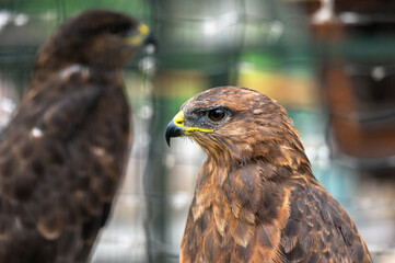 A zoo eagle in a cage