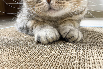 Fluffy cat paws in close-up on a cardboard scratching post. The concept of teaching a pet to a scratching post and caring for animals.Copy space.