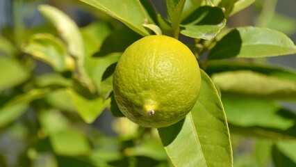 Green yellow lemon on citrus tree