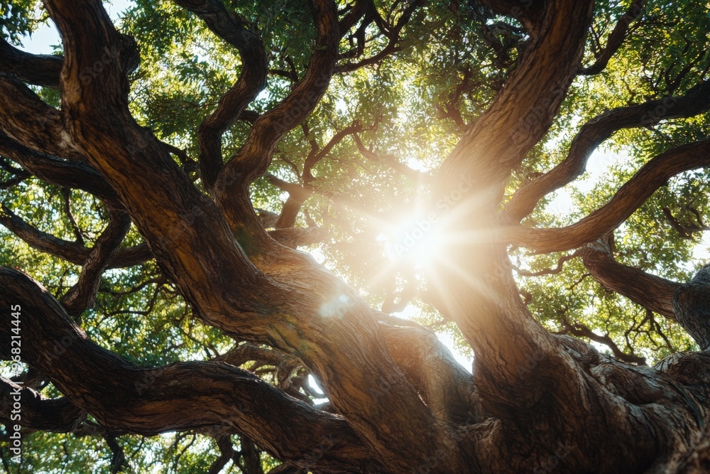 Poster A captivating scene where glowing sunlight filters through the dense canopy of tree branches, illuminating the lush green leaves and creating an ethereal ambiance.
