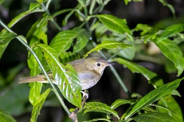Gray-cheeked thrush, Catharus minimus