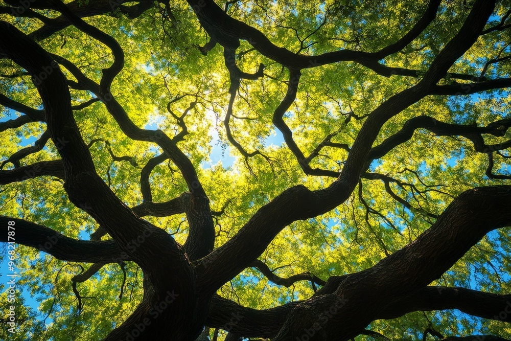 Aufkleber a picturesque view of sunlight filtering through the lush green canopy of trees, creating a serene a