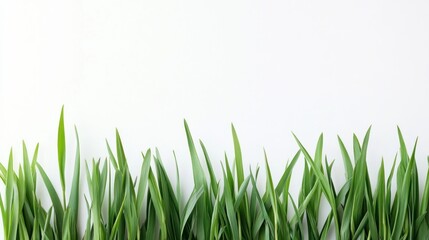 Fototapeta premium Fresh Green Grass Border on White Background