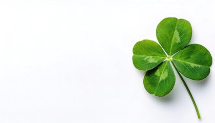 4 leaf leafed clover, green color.  a symbol of good luck charm icon,  Ireland or luck of the Irish shamrock St. Saint Patricks or Patties day celebration. Isolated on white background with copy space