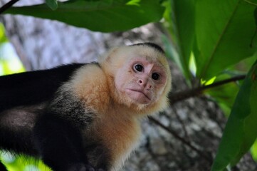 capuchin in tree