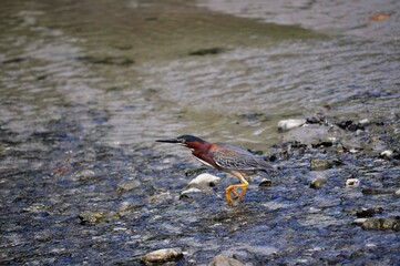 red winged blackbird
