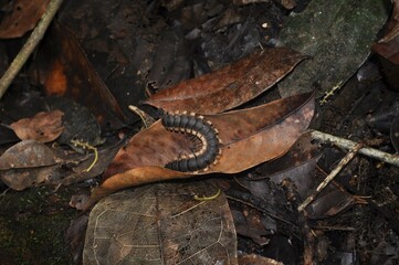 centipede on ground