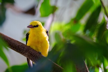 A bright yellow bird perched on a branch with blurred green leaves in the background. The bird faces left and is in focus, creating a warm, inviting feel, perfect for any nature or wildlife portfolio.