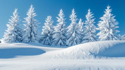 Fototapeta premium Fluffy spruce trees blanketed in snow amidst stunning snowy mountains and a clear blue sky winter Scandinavian landscape banner