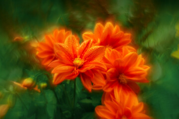 The flower of the Baroque dahlia is orange undersized. A photo of a red fiery flower with an artistic blur from optics. Dahlia in close-up.An artistic background with a swirling bokeh.The soft focus e