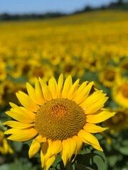 field of sunflowers