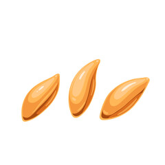 Wheat grains, cartoon three seeds of cereal crop. Single whole kernels without husk, gold wheat or barley harvest grown on farm field for baking bread, bakery mascot, cartoon vector illustration