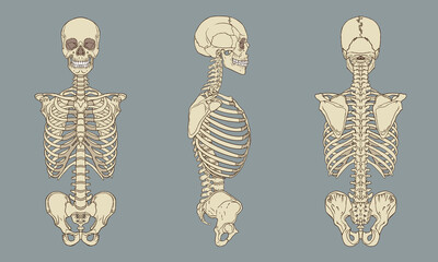 Human Skeleton Torso Views