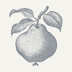 Pear with Three Leaves. Vintage woodcut engraving style vector illustration.