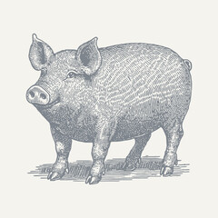 Pig. Vintage woodcut engraving style vector illustration.