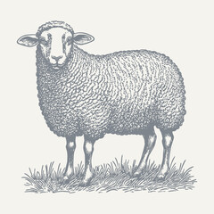 Sheep. Vintage woodcut engraving style vector illustration.