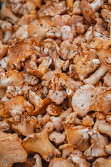 Cantharellus cibarius is the golden chanterelle. It is also known as girolle (or girole).