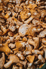 Cantharellus cibarius is the golden chanterelle. It is also known as girolle (or girole).
